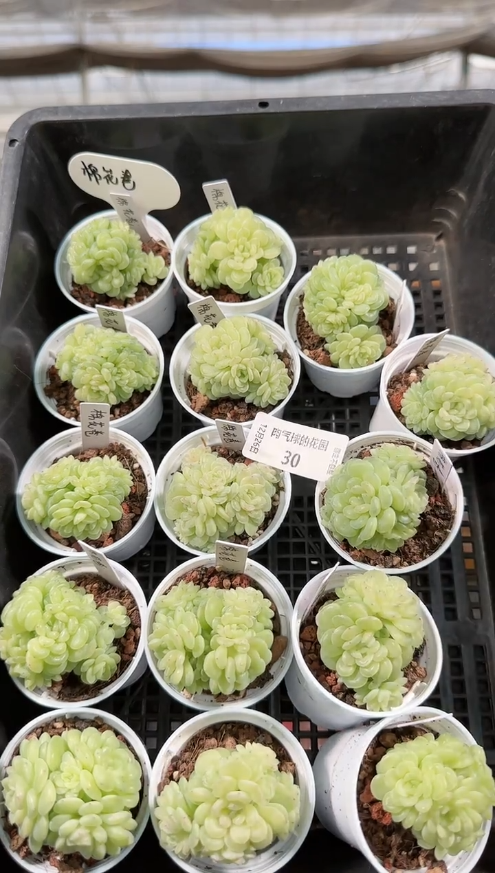 1226-30棉花卷多肉量拍任意发一颗群生不包整