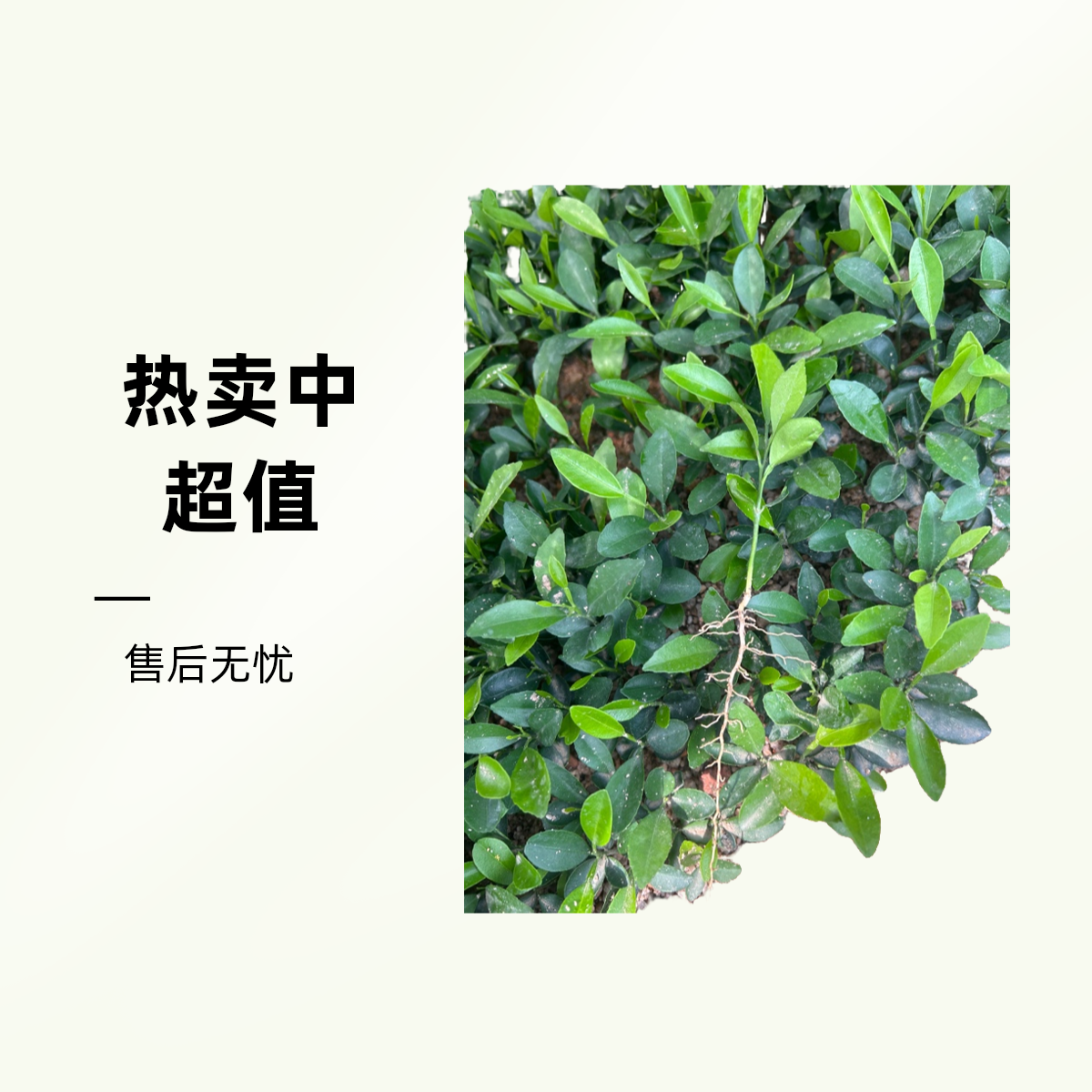 原枝 嫁接柑桔专用粘木广东新会发货奶苗（可嫁接可征地用）