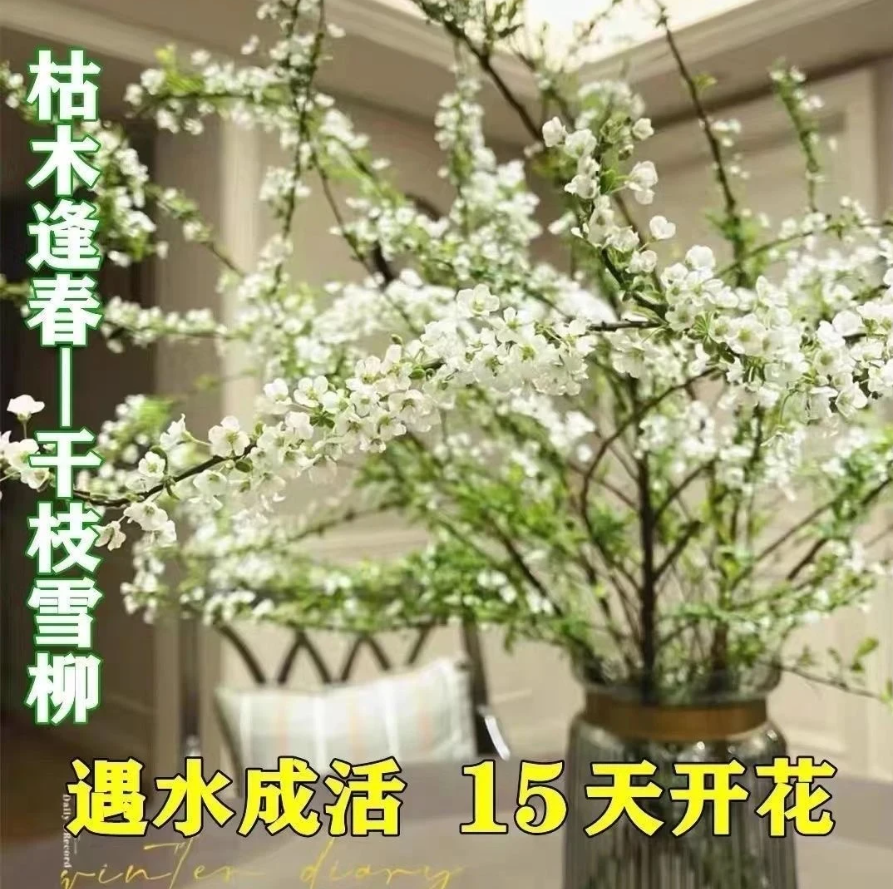 【直播特惠】雪柳鲜枝水培耐寒开花室内绿植可将枯木养成花