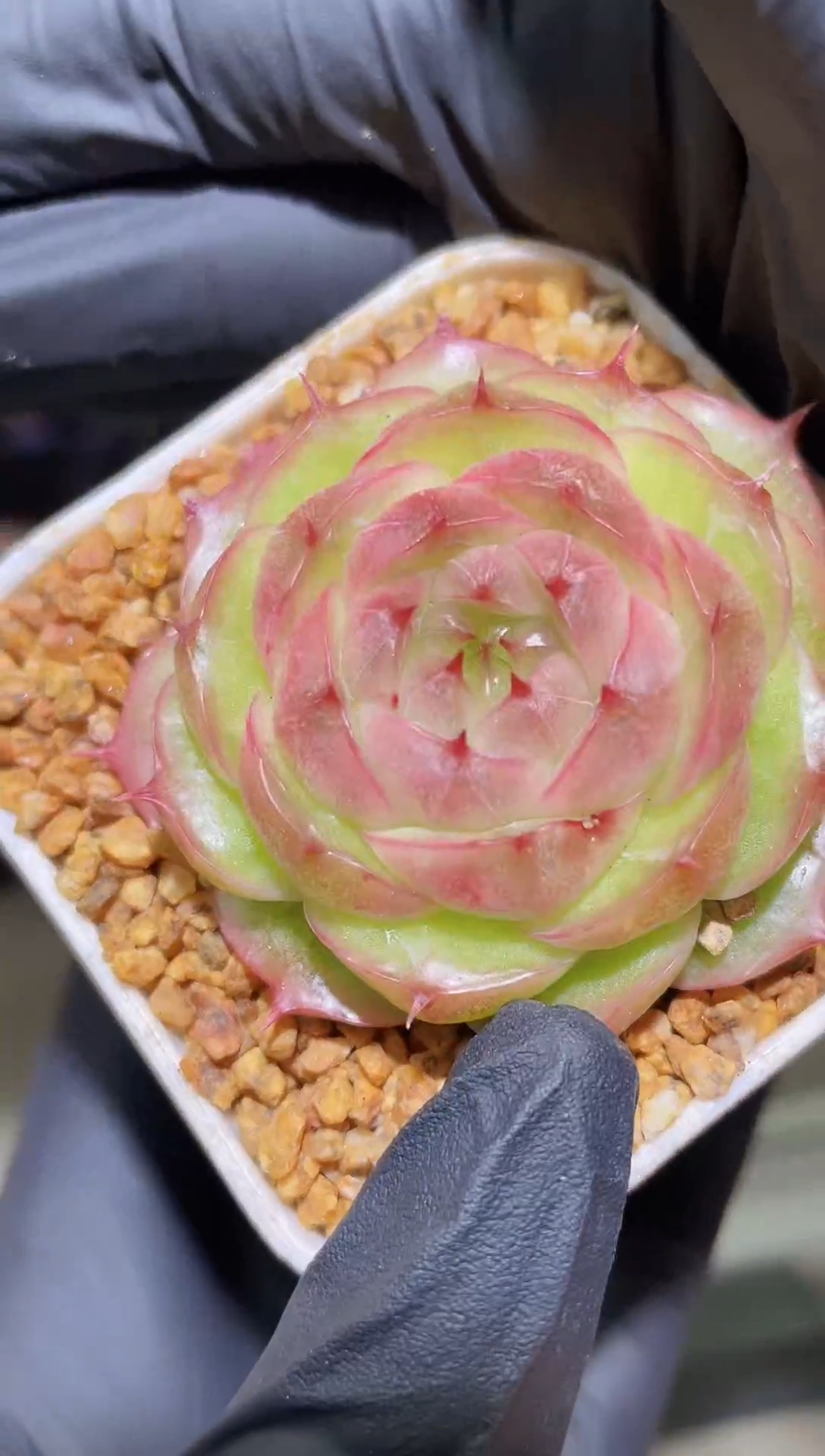 闪购1802  y-11多肉一颗  