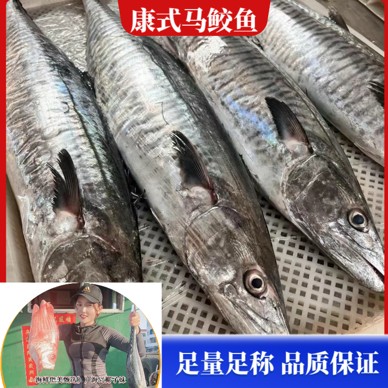 16斤正宗【康氏马鲛鱼】海南渔民七洲列岛捕捞