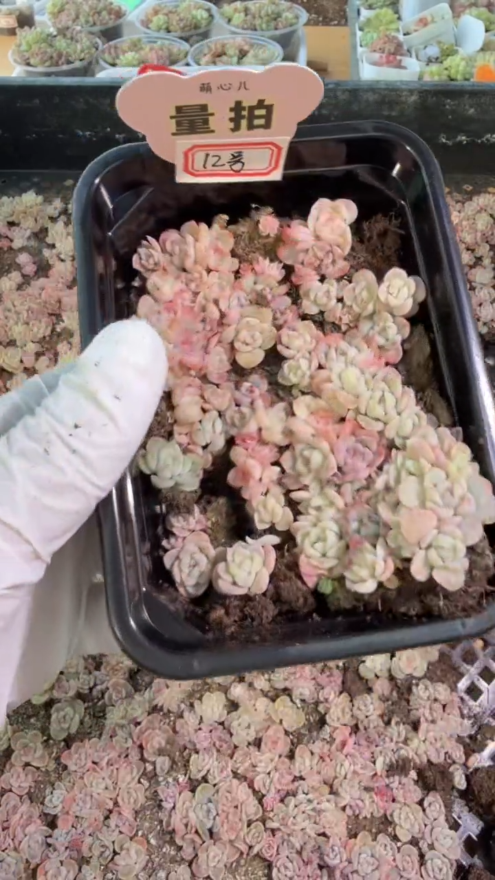 糖+麦12号切糕1盒 量拍多肉植物