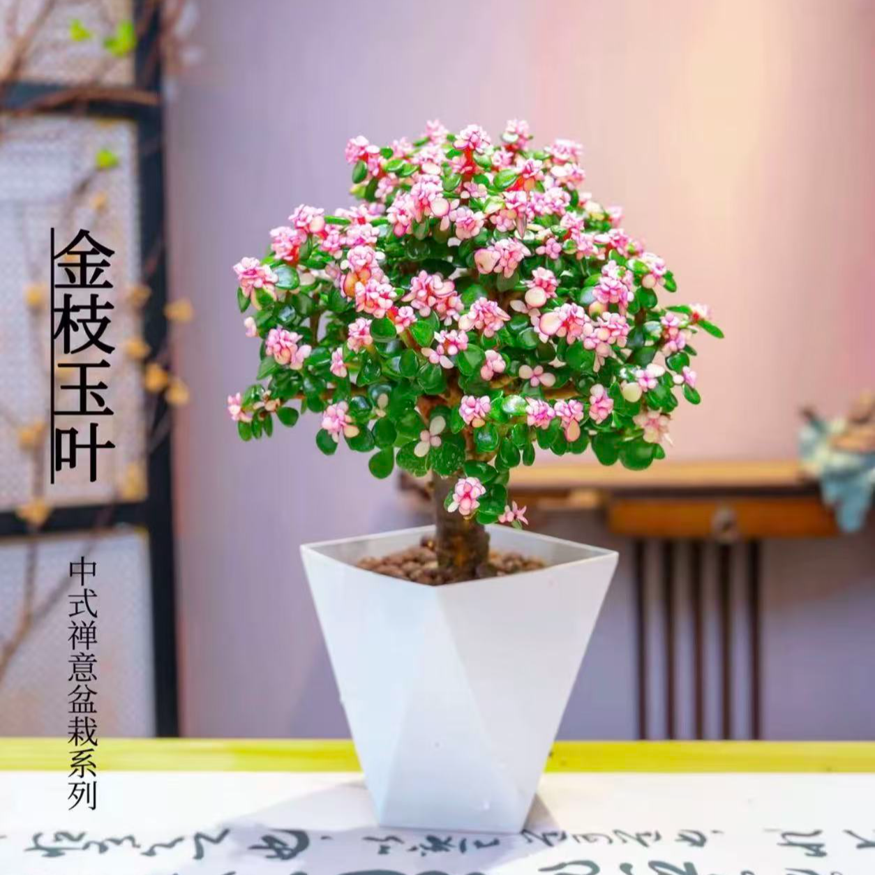 老桩金枝玉叶室内绿植好养净化空气盆栽花卉