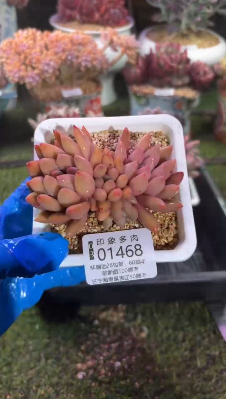 【闪购商品】01468