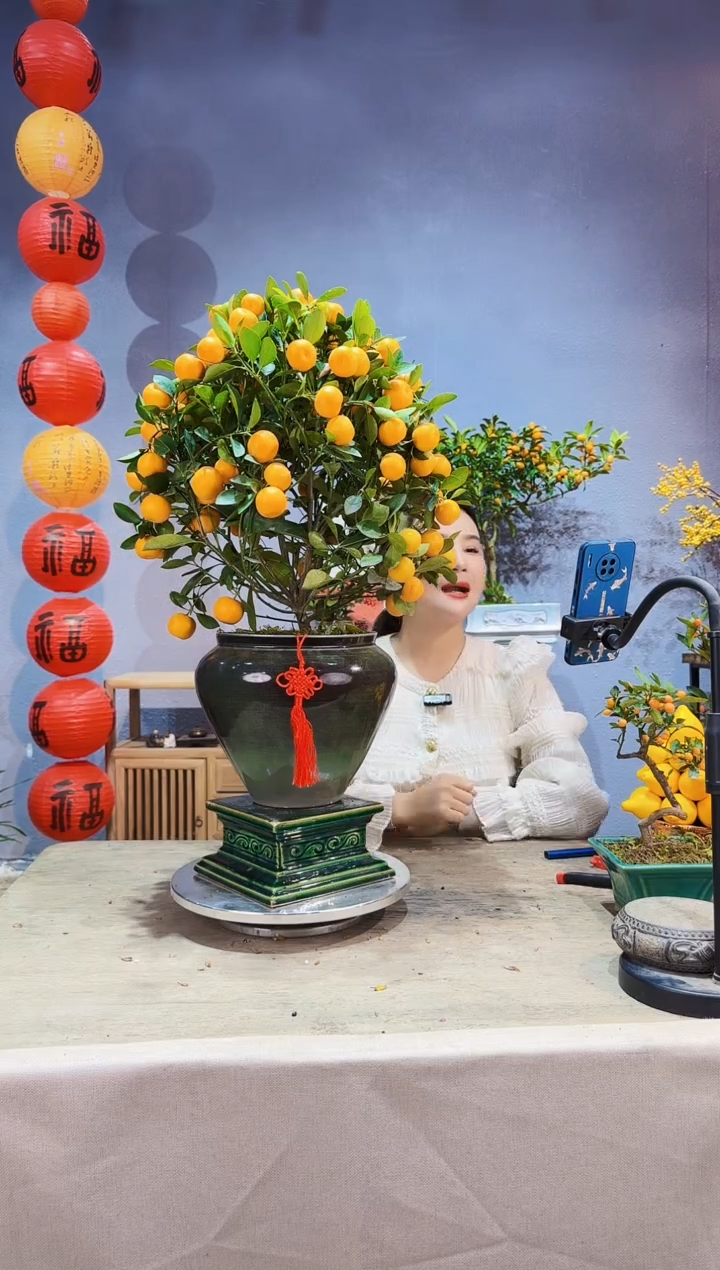 【闪购商品】盆景年桔