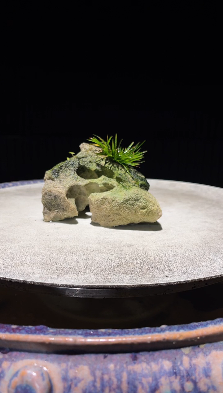 吴定石一物一拍专属