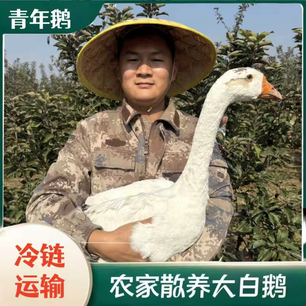 拍一只送一只散养大鹅青年鹅鹅毛重共15-16斤净肉10-11斤送心肝