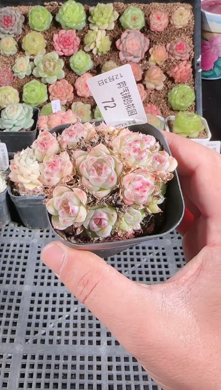 1203-72多肉群生不包整