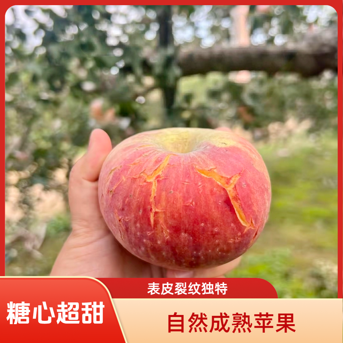 高山水裂纹丑苹果山西省