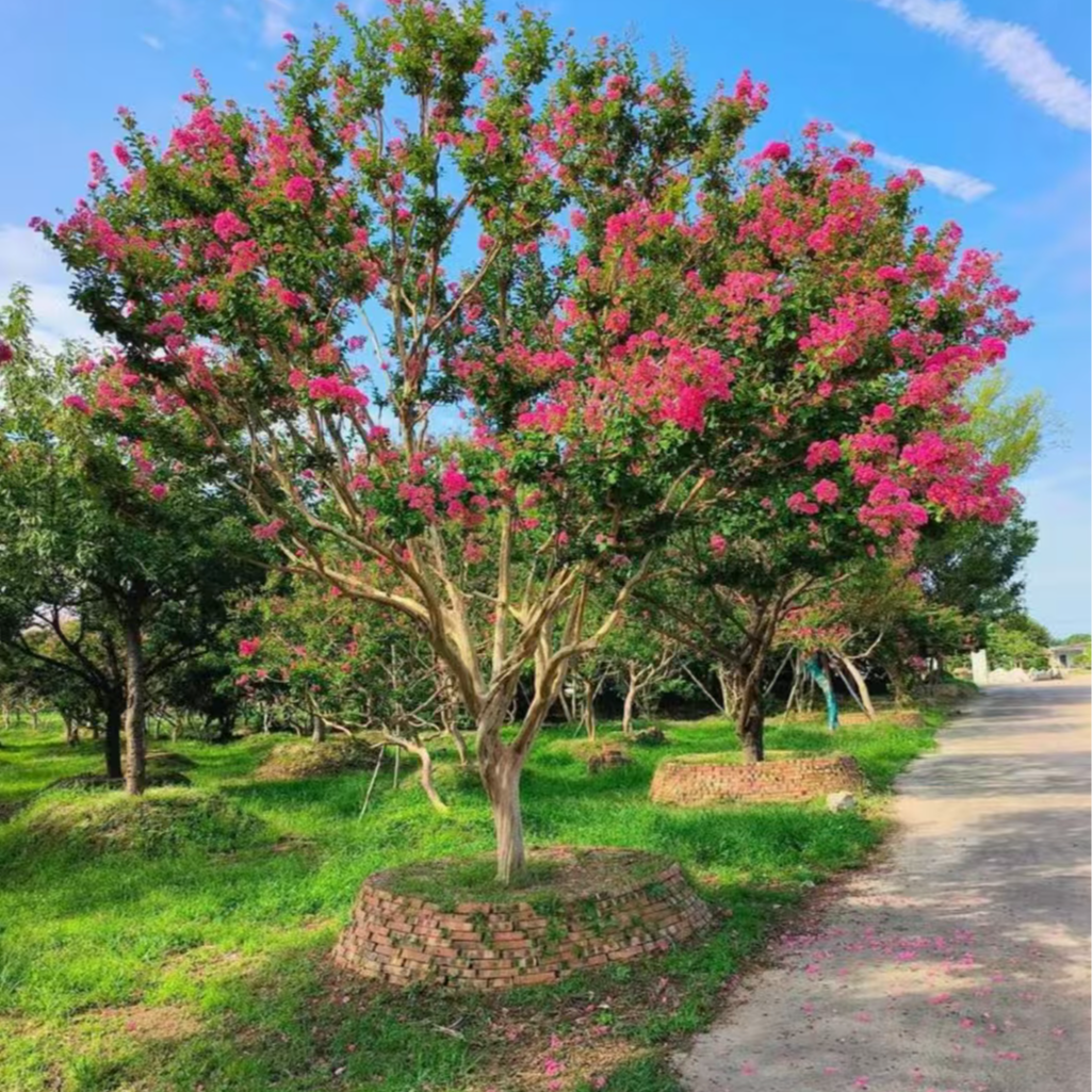 紫薇树川红高杆地景