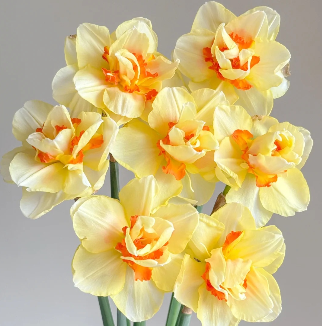 【王安园艺】进口洋水仙种球多品种花园盆栽土培