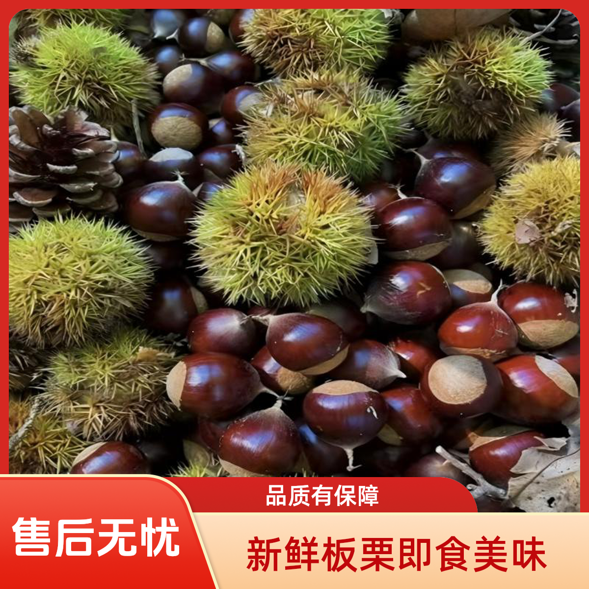 2025新鲜现摘云南老树板栗甜糯毛栗优质营养板栗