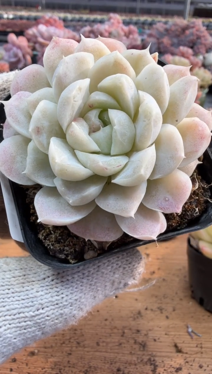 东云多肉园三店-139