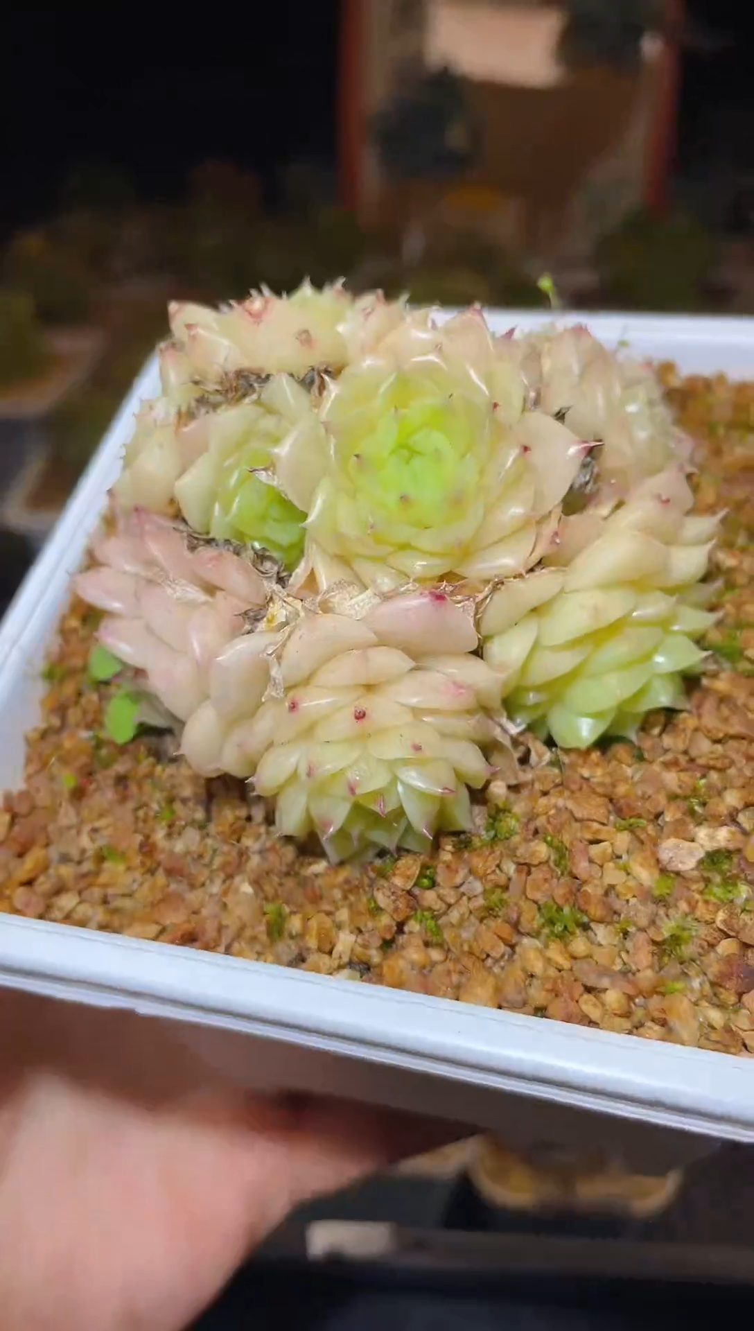 【闪购商品】238麦秆