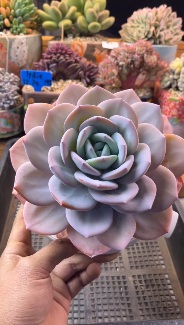 41奶茶老桩11111111111