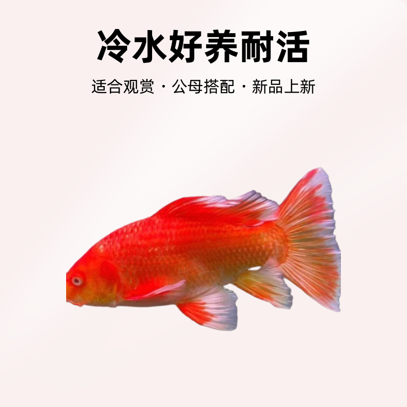 红色普身蝴蝶鲤观赏鱼大鳍大尾冷水好养耐活