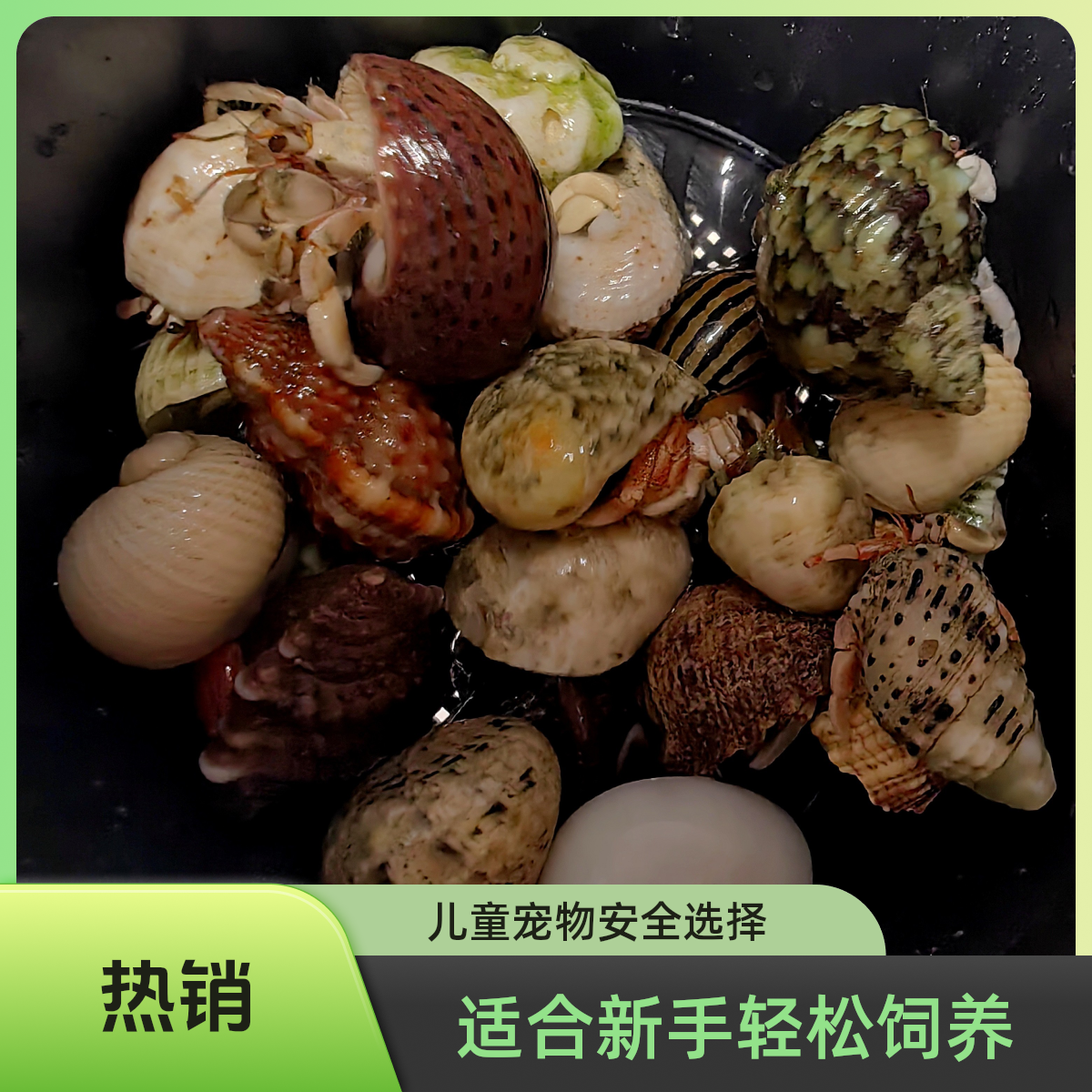 寄居蟹适合新手饲养儿童饲养宠物解压神器陪伴成长(直播间可挑选)