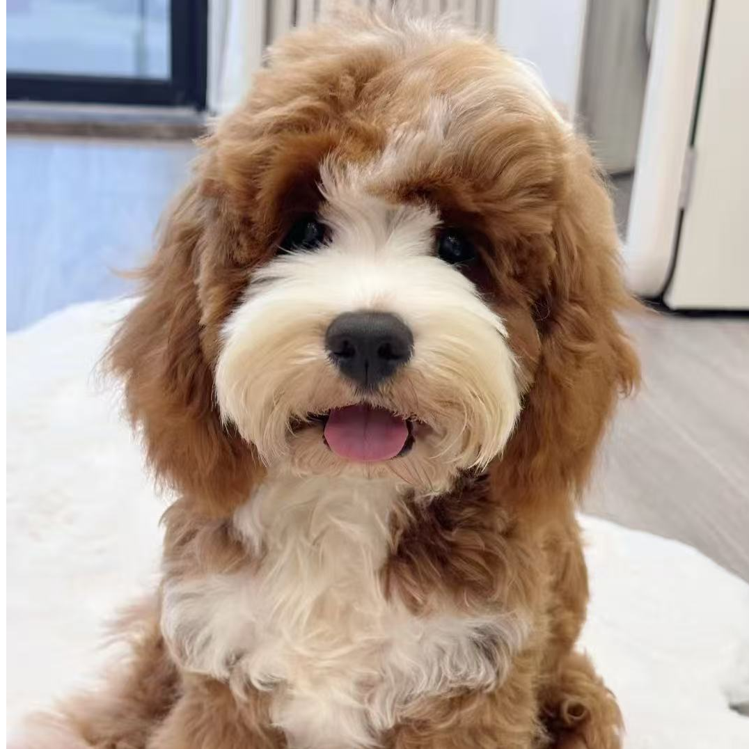 【哈基咪】可卡布活体宠物狗狗