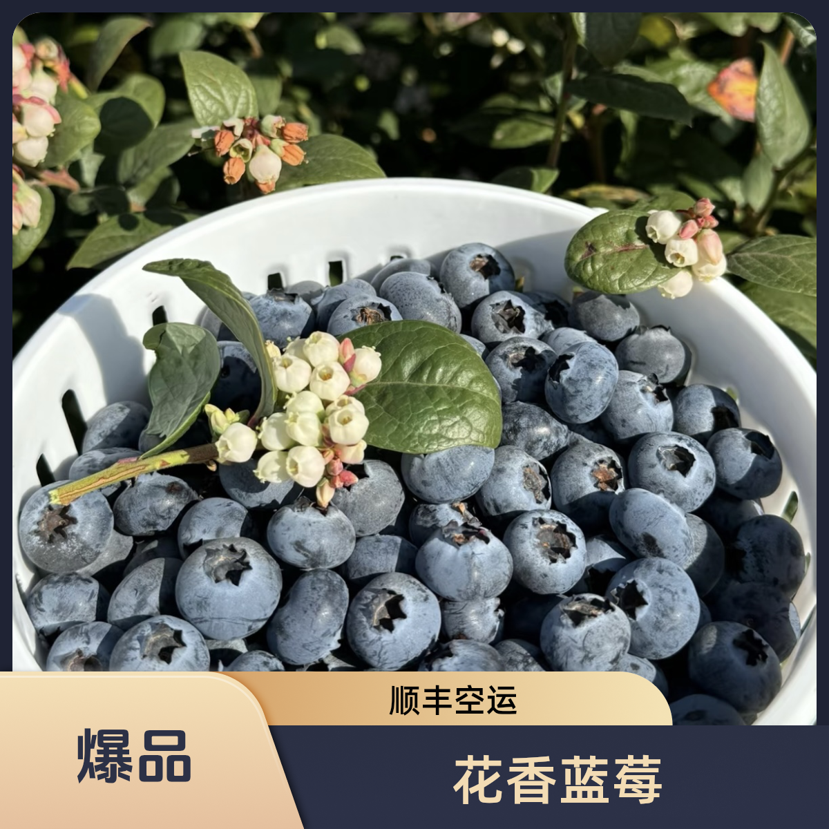云南抚仙湖花香蓝莓