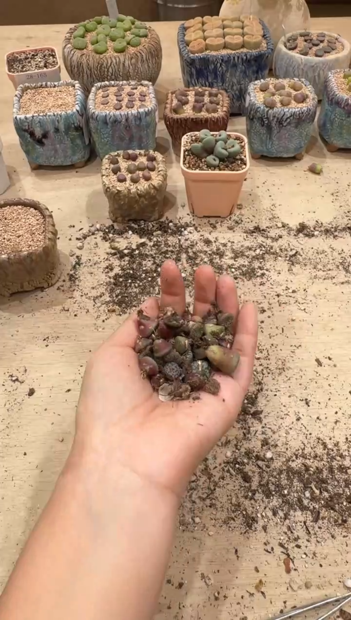 30-235多肉植物肉锥三颗