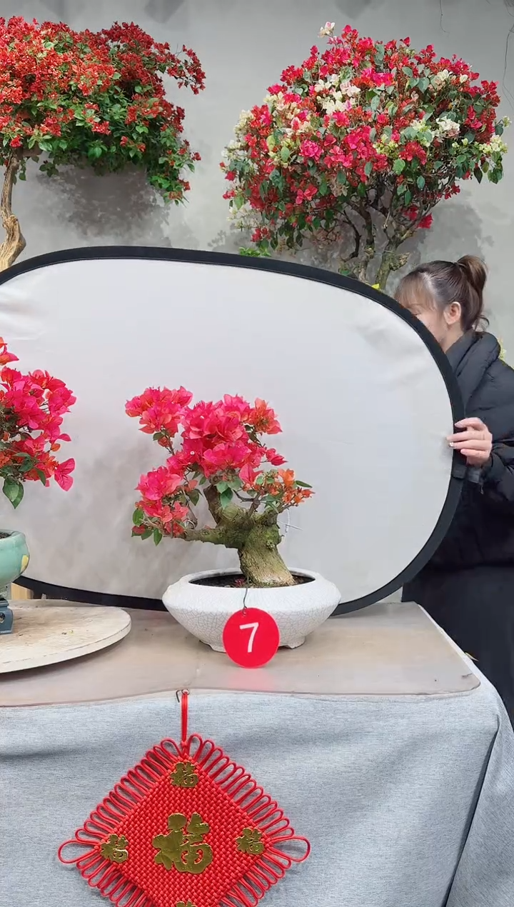 【闪购商品】盆景三角梅