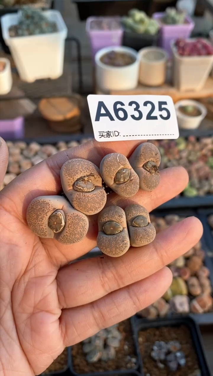 【闪购商品】6325直播一物一拍