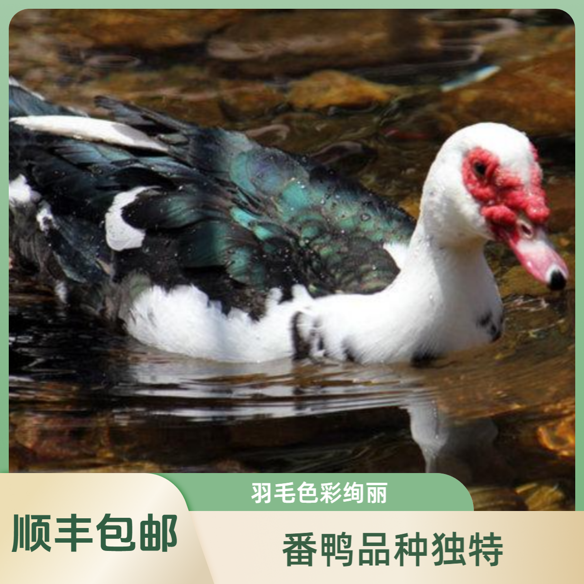 （2只装）番鸭纯粮喂养两只净重约10斤新鲜整鸭净膛无内脏顺丰包邮