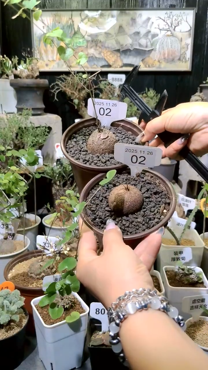 2号1126福利南非龟甲龙买一送一