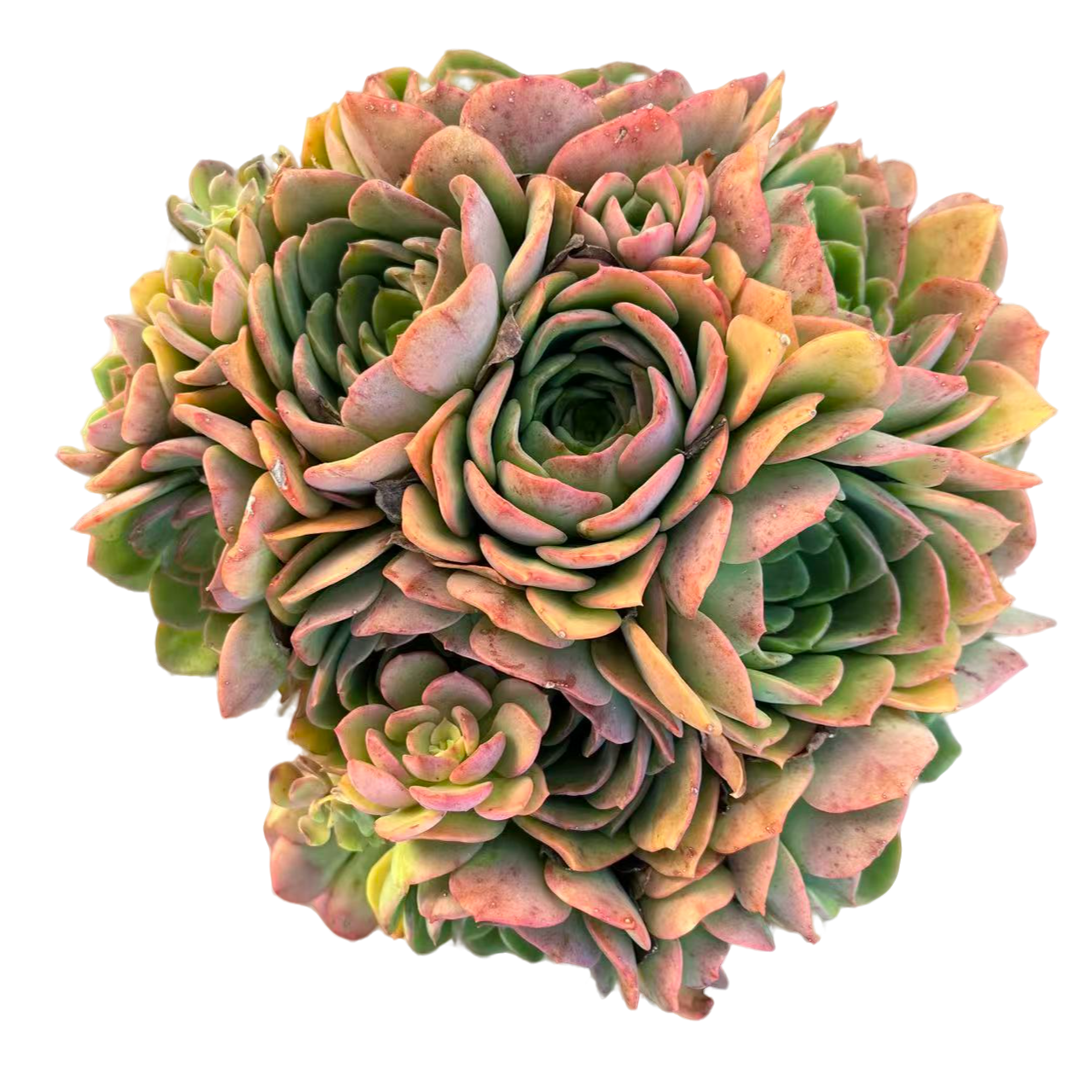 高贵脱半土（传承多肉）多肉植物室内绿植净化空气