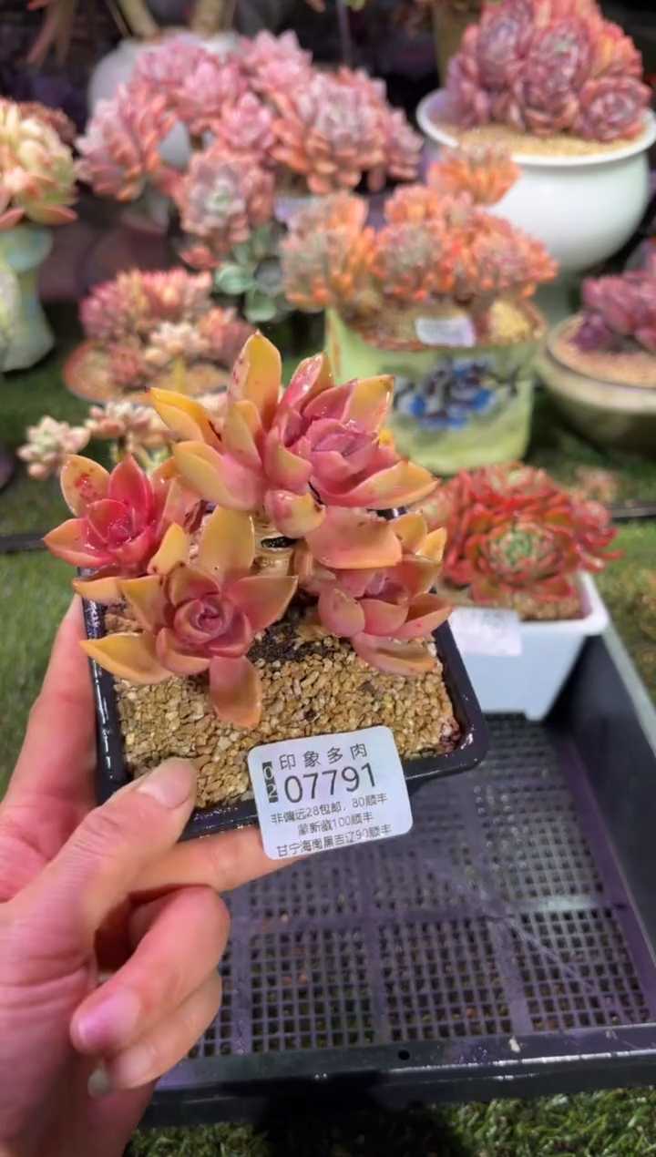 【闪购商品】07791