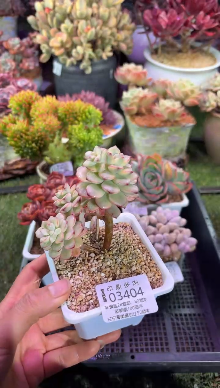 【闪购商品】03404