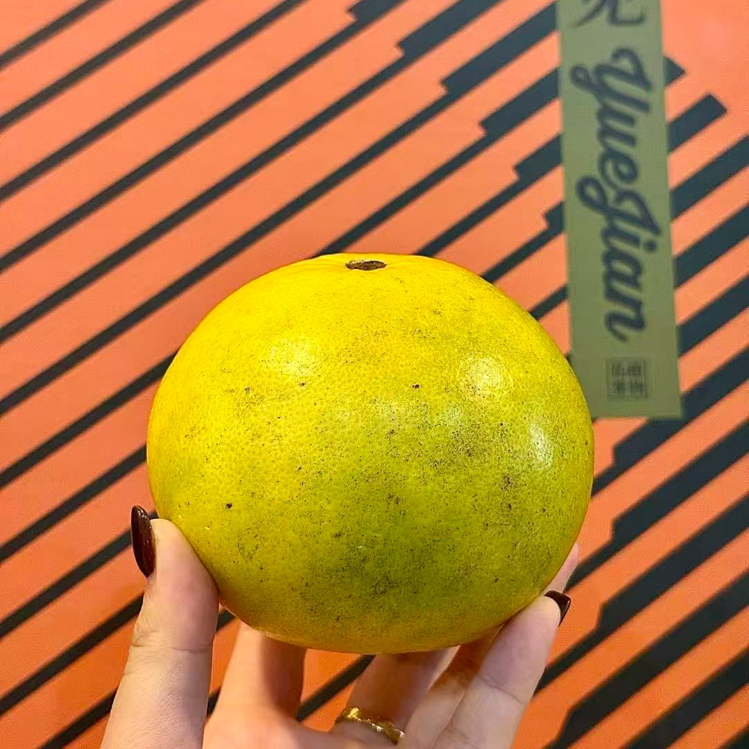 【柚橙月见】柚界新物种/美国原种/特级果/美国柚橙