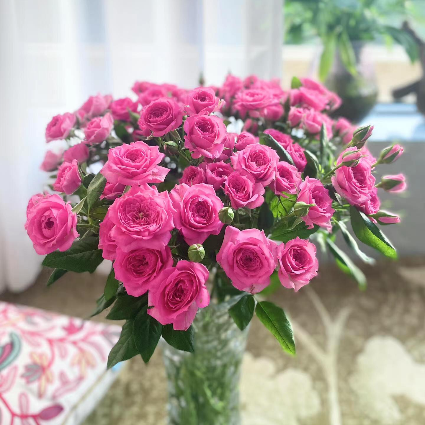 斗南云舍花卉【苏菲宝贝】多头玫瑰