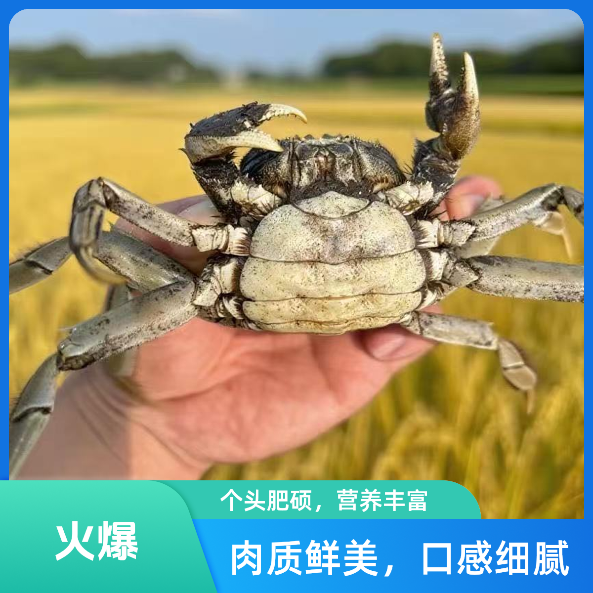 【活蟹】盘锦河蟹海鲜稻田蟹母蟹1.3-1两26只左右3斤装顺丰包邮死蟹包赔
