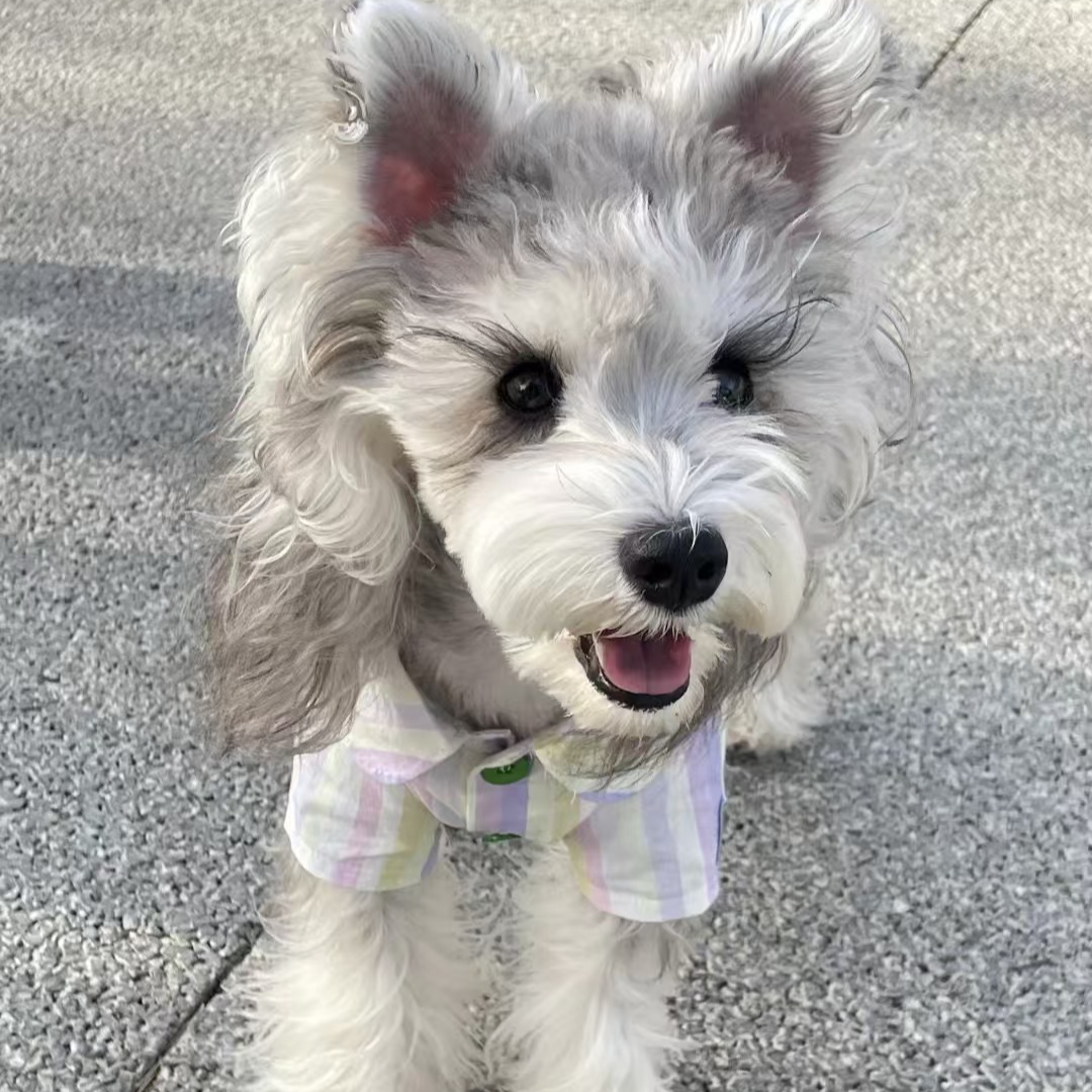 （财神爷家的雪纳瑞）狗狗活体