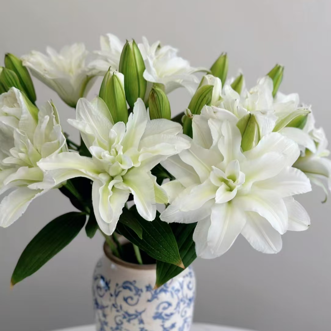 【艾莎】重瓣百合鲜切花百合鲜花一单包邮