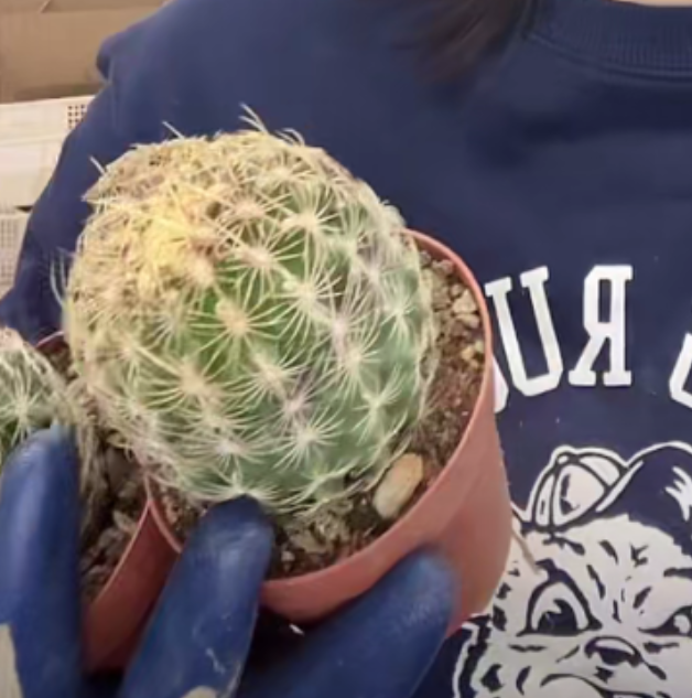 二妹园艺【 1颗   密刺大统领  实生根 】脱土随机发货