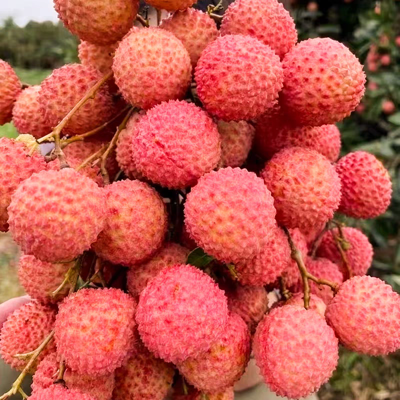 FH 广东产地黑叶荔枝当季水果现采现发新鲜美味