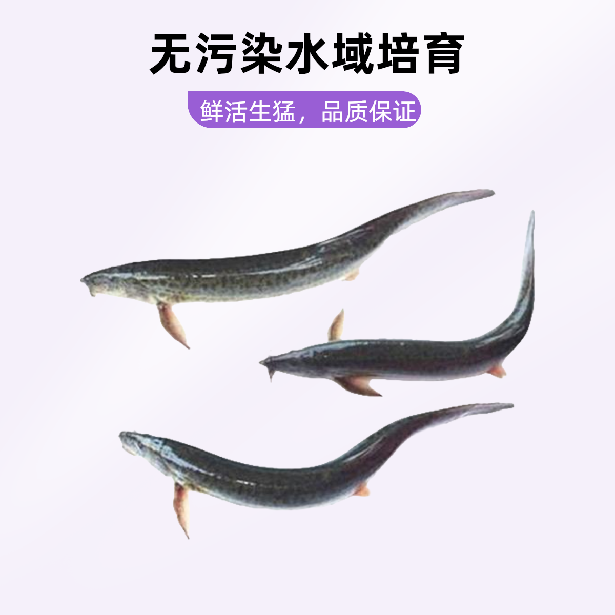 鲜活泥鳅500g （默认宰杀）