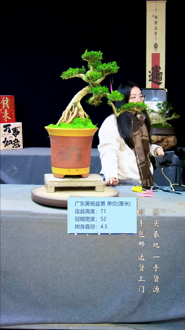 【闪购商品】黄杨盆景黄杨盆景