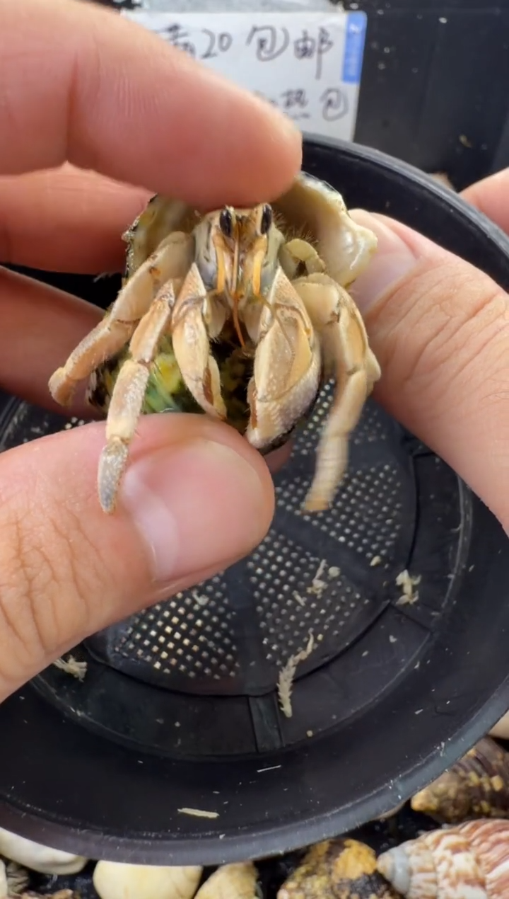 1.8口白灰白一只，不包全品