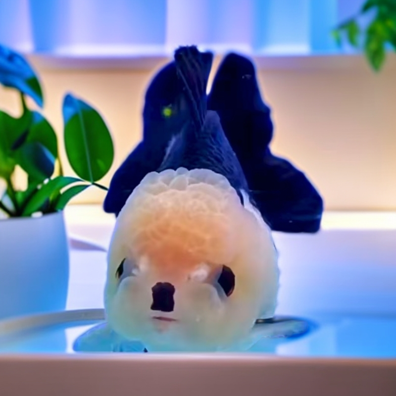 小鱼观赏鱼泰狮鎏金玛丽混搭发货直播间搭配包开箱活活体养鱼