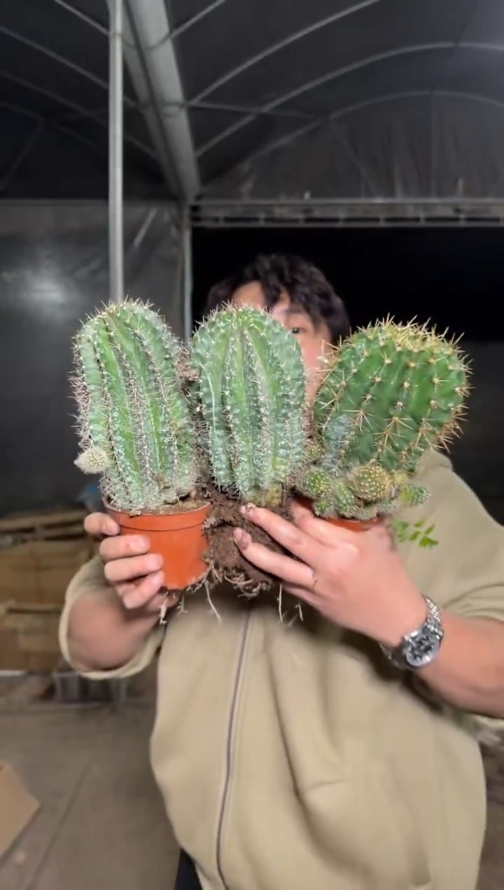 3颗 大金刚彩草杂交 不指定带崽