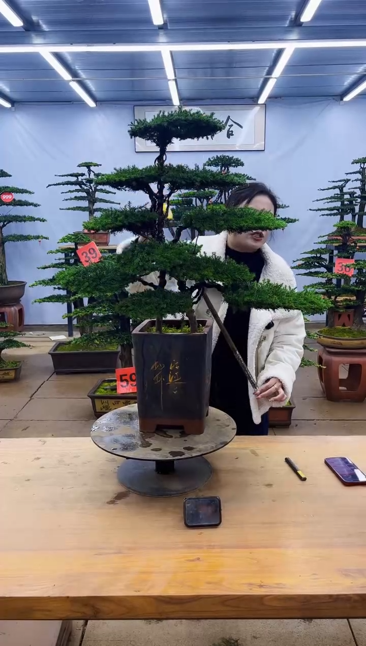 【闪购商品】高端盆景一物一拍，所见即所得