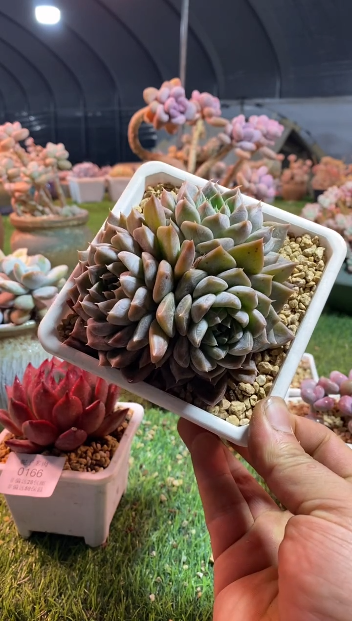 【闪购商品】银河系aaaaaaaaa