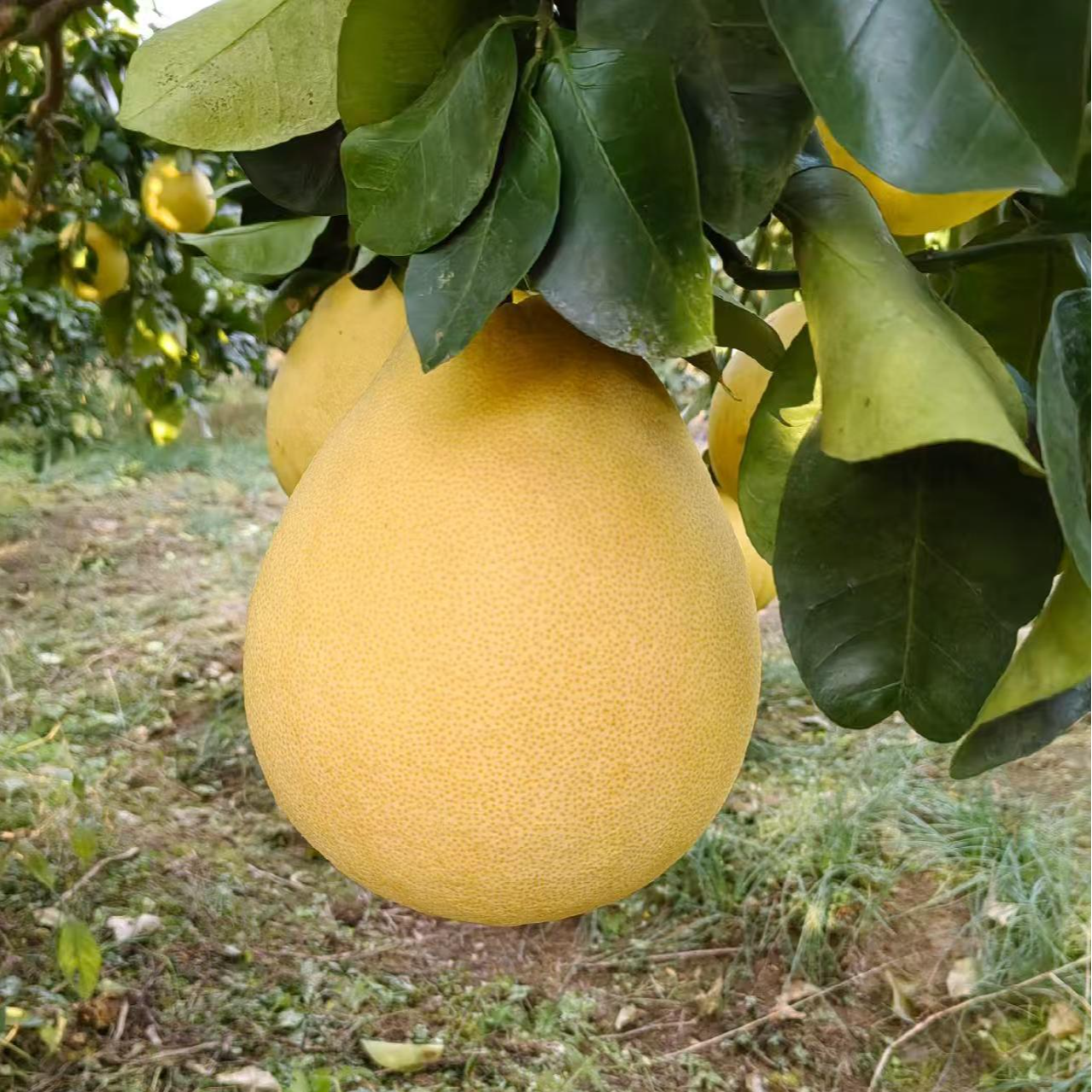 宣恩白柚平均3块一个单个2.5斤以上共10个