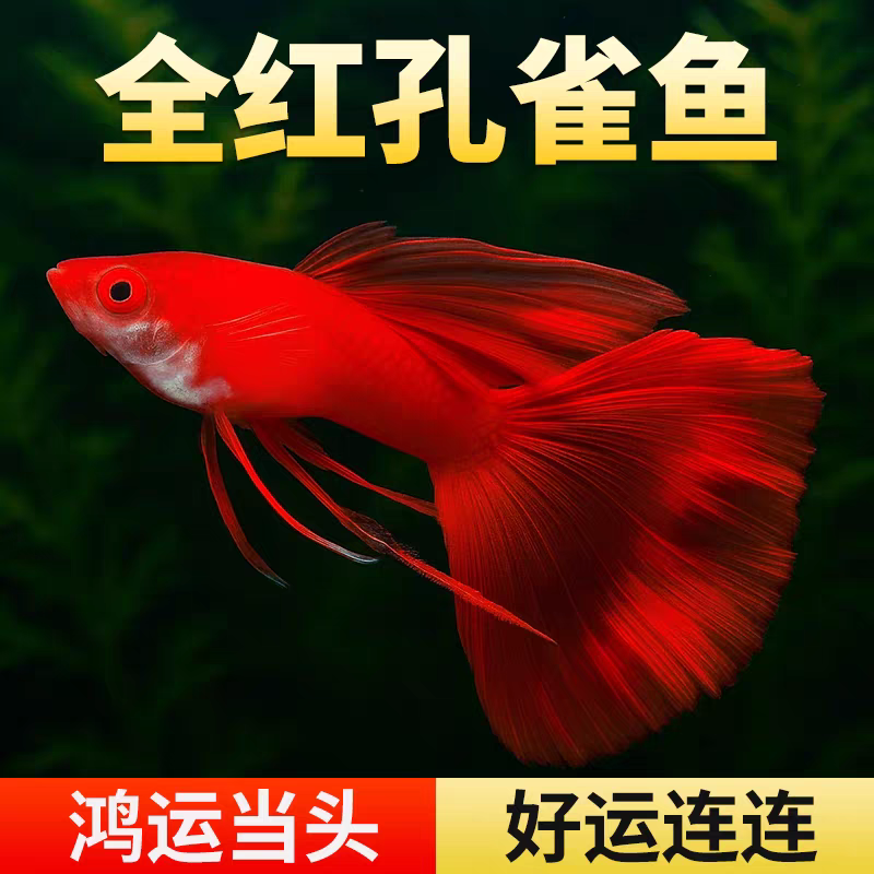 精品巨背大尾美系全红孔雀鱼小型热带观赏鱼好养耐活适合新手