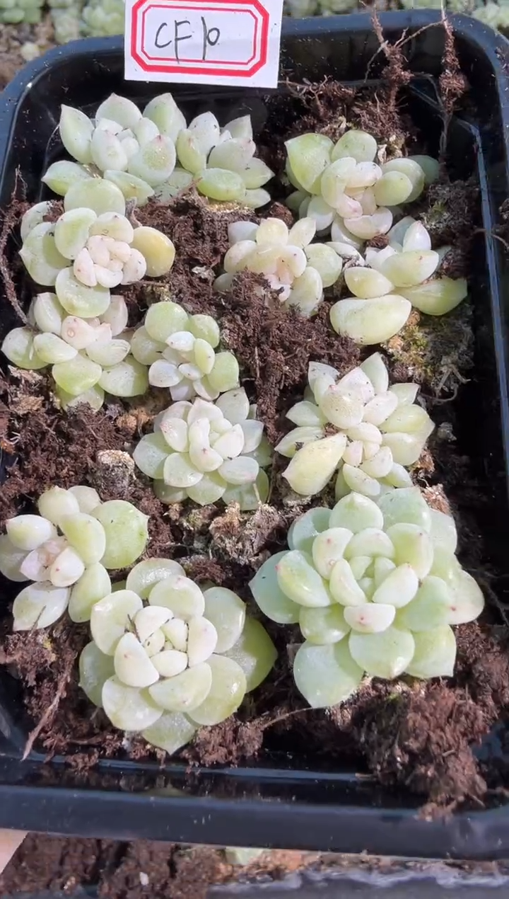 CF10 切糕1盒 量拍多肉植物