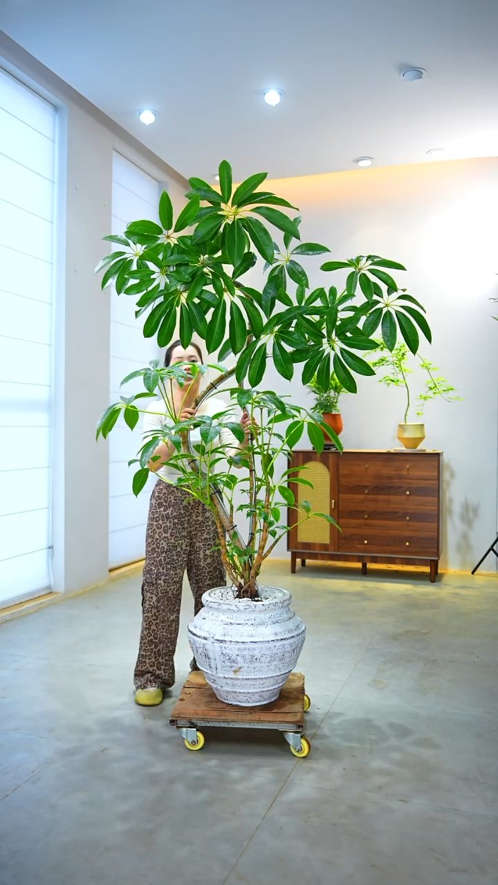 完全开放生**花南天竹