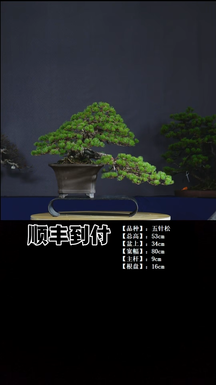 无花朵五针松bubaoyou